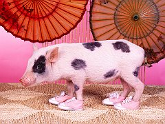 Moo Shoo Pork